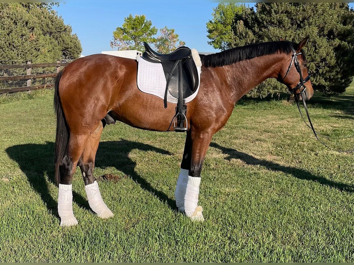 Hannoveriano Caballo castrado 2 años 168 cm Castaño rojizo in Longmont, CO