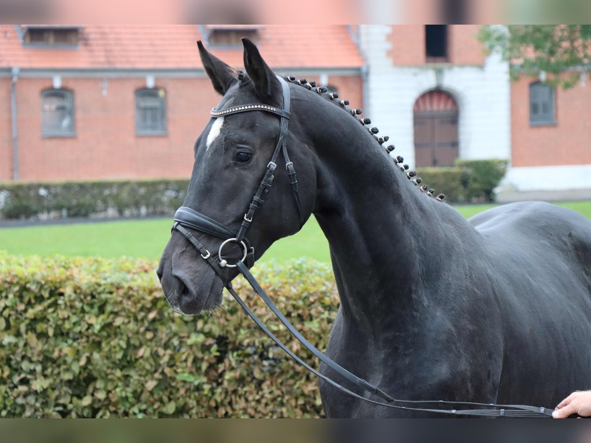 Hannoveriano Caballo castrado 2 años 168 cm Morcillo in Celle