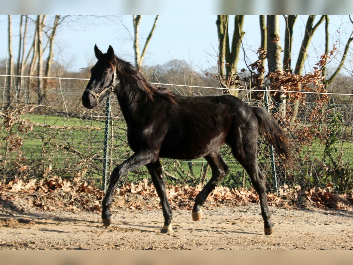 Hannoveriano Caballo castrado 2 años 168 cm Negro in Kutenholz