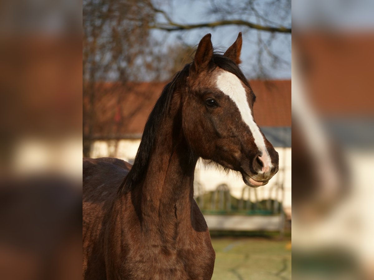 Hannoveriano Caballo castrado 2 años 170 cm Musgo in Leipzig