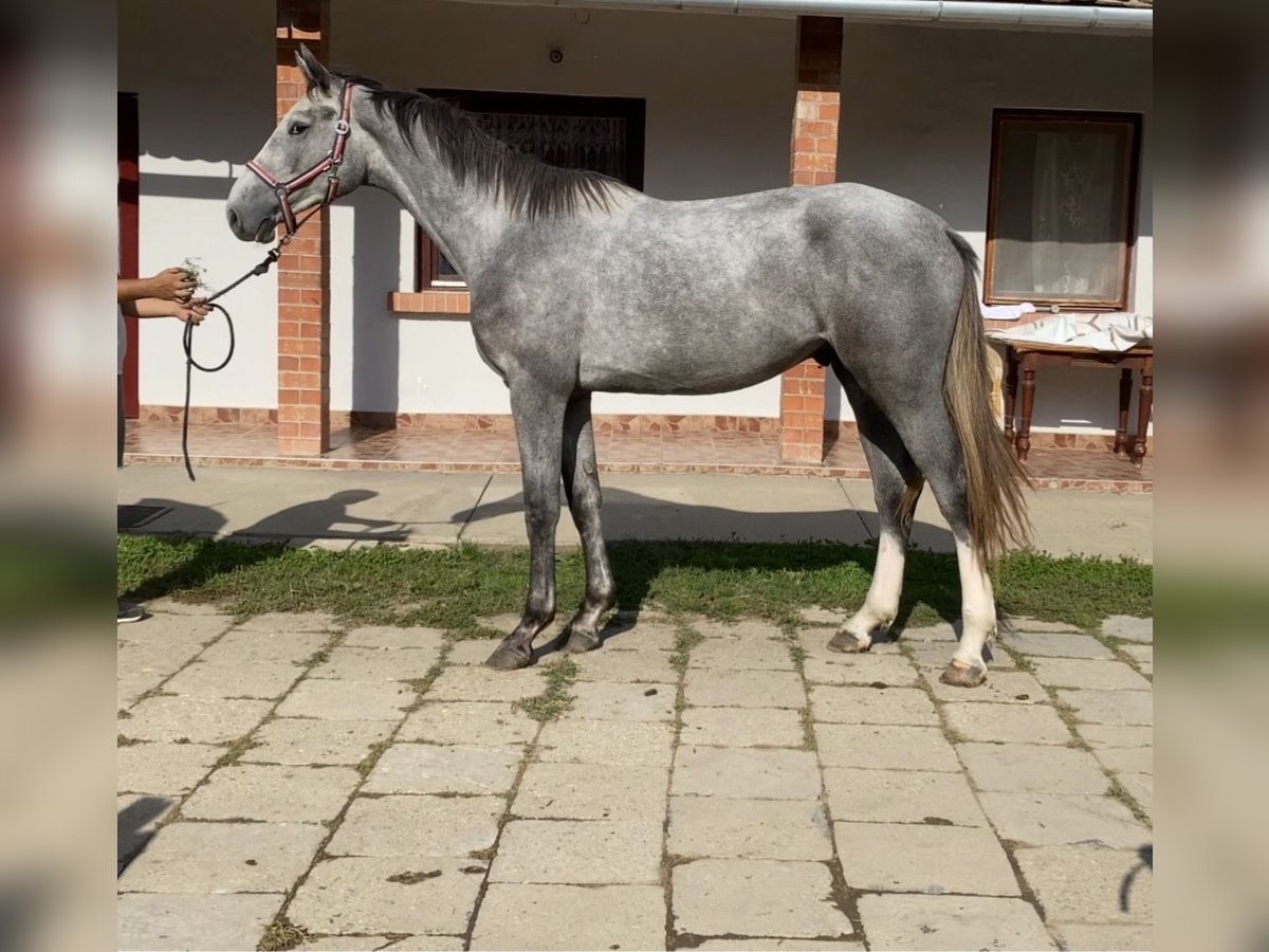 Hannoveriano Caballo castrado 2 años 170 cm Tordo in Békéscsaba