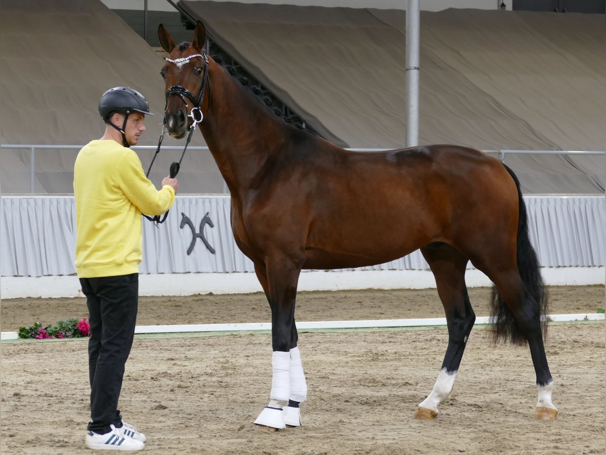 Hannoveriano Caballo castrado 2 años 171 cm Castaño oscuro in Greifenstein