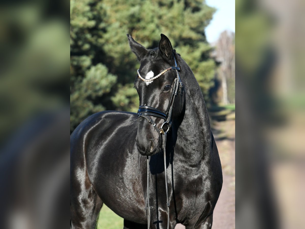 Hannoveriano Caballo castrado 3 años 157 cm Negro in Kamern
