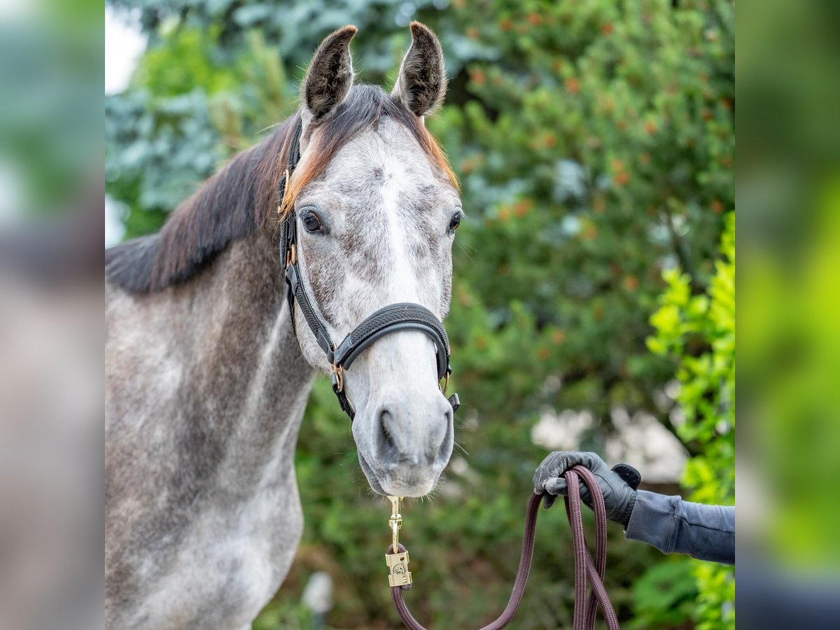 Hannoveriano Caballo castrado 3 años 159 cm Tordo in Dallgow-D&#xF6;beritz