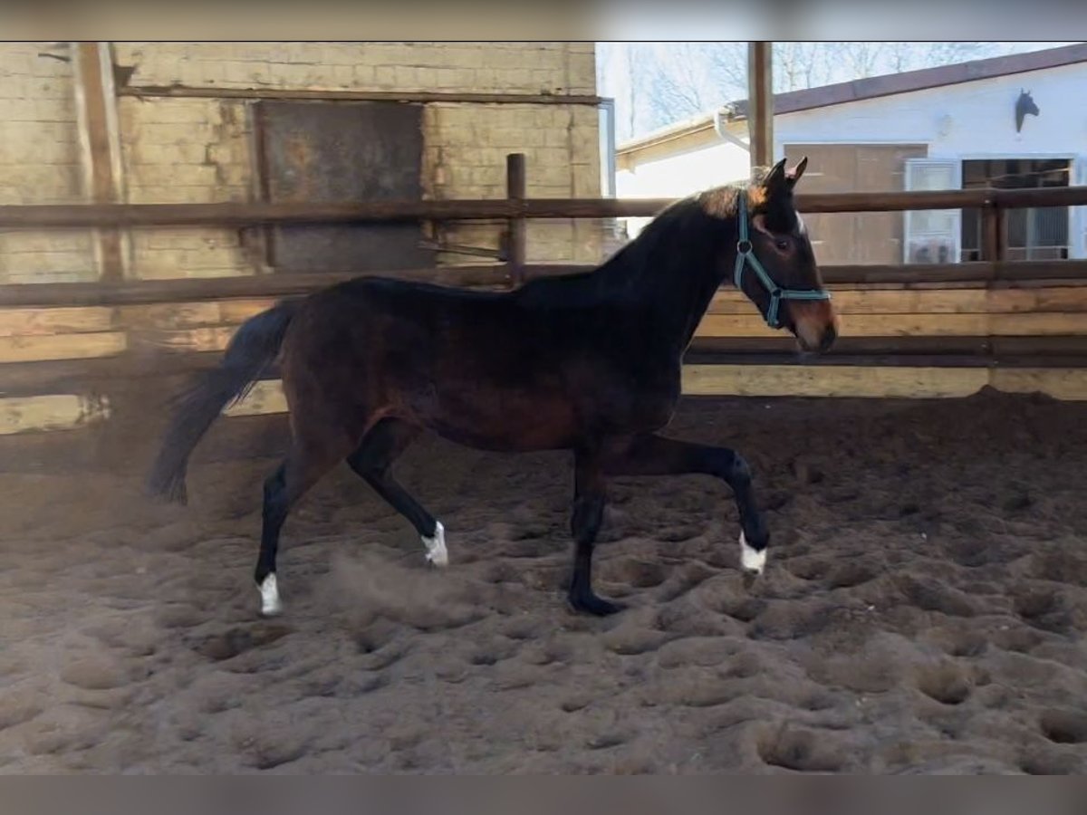 Hannoveriano Caballo castrado 3 años 160 cm Castaño in Verden (Aller)