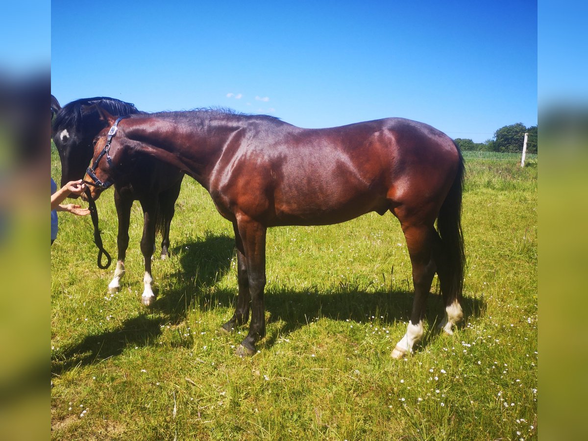 Hannoveriano Caballo castrado 3 años 161 cm Castaño oscuro in Lienen
