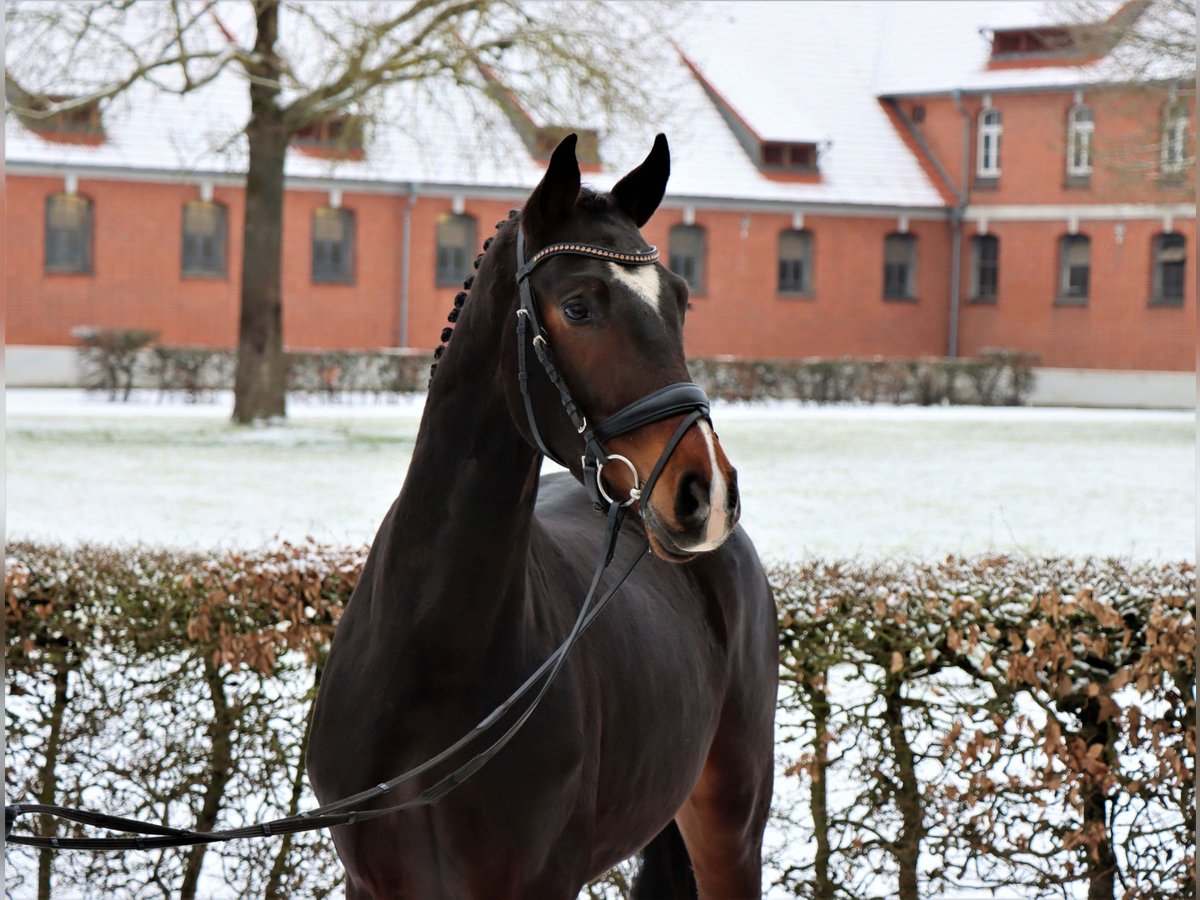 Hannoveriano Caballo castrado 3 años 163 cm Castaño in Celle