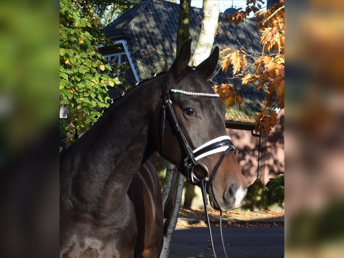 Hannoveriano Caballo castrado 3 años 163 cm Castaño oscuro in Fredenbeck