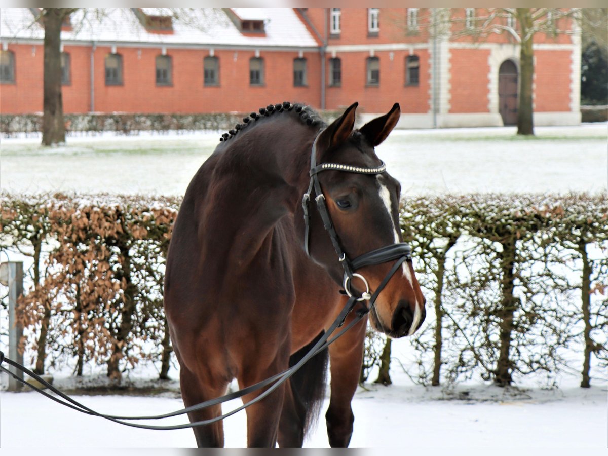 Hannoveriano Caballo castrado 3 años 163 cm Castaño oscuro in Celle