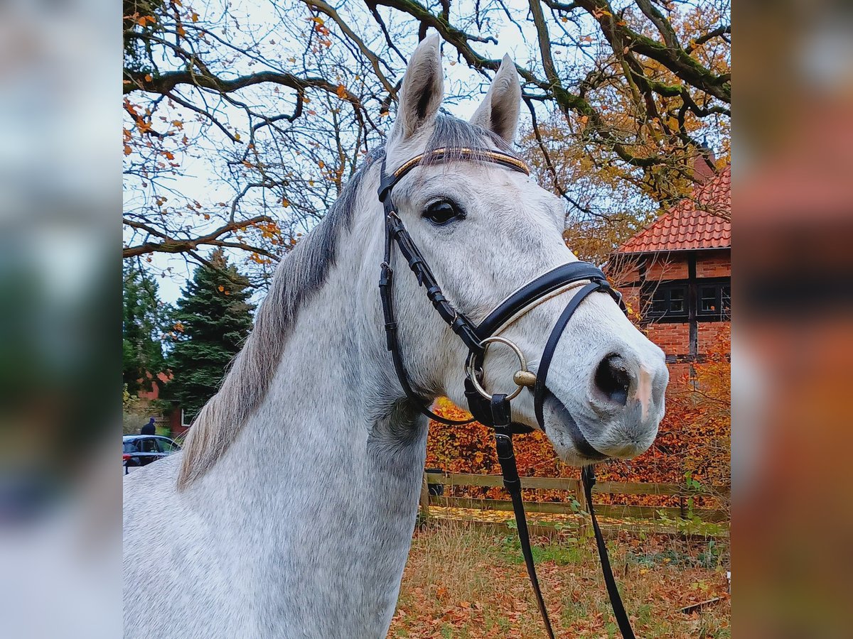 Hannoveriano Caballo castrado 3 años 163 cm Tordo in Burgdorf