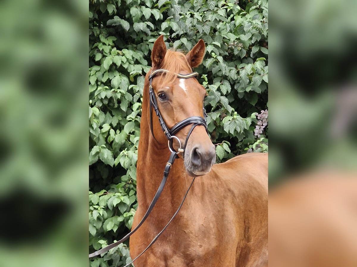 Hannoveriano Caballo castrado 3 años 164 cm Alazán in Ostercappeln