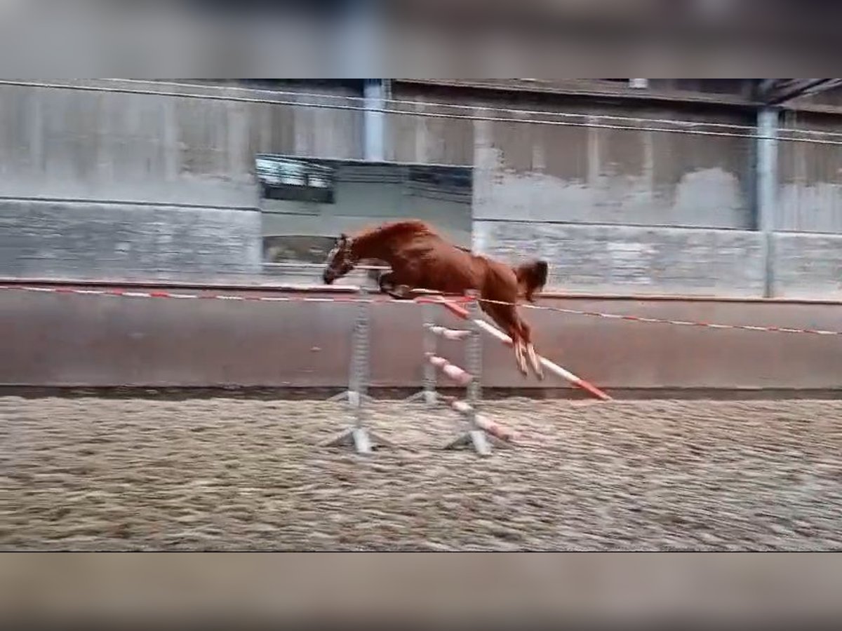 Hannoveriano Caballo castrado 3 años 164 cm Alazán in Regesbostel