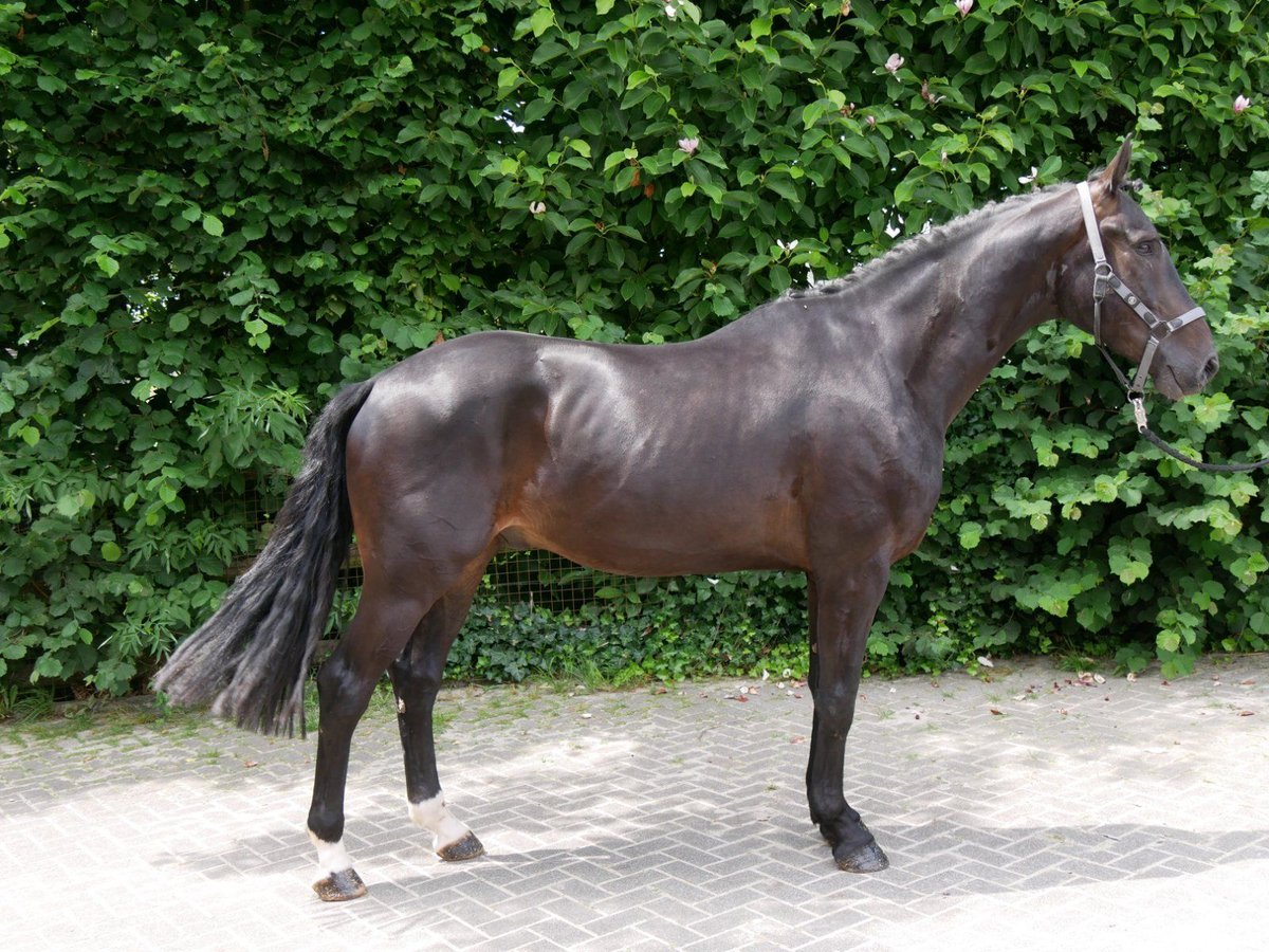 Hannoveriano Caballo castrado 3 años 164 cm in Dorsten