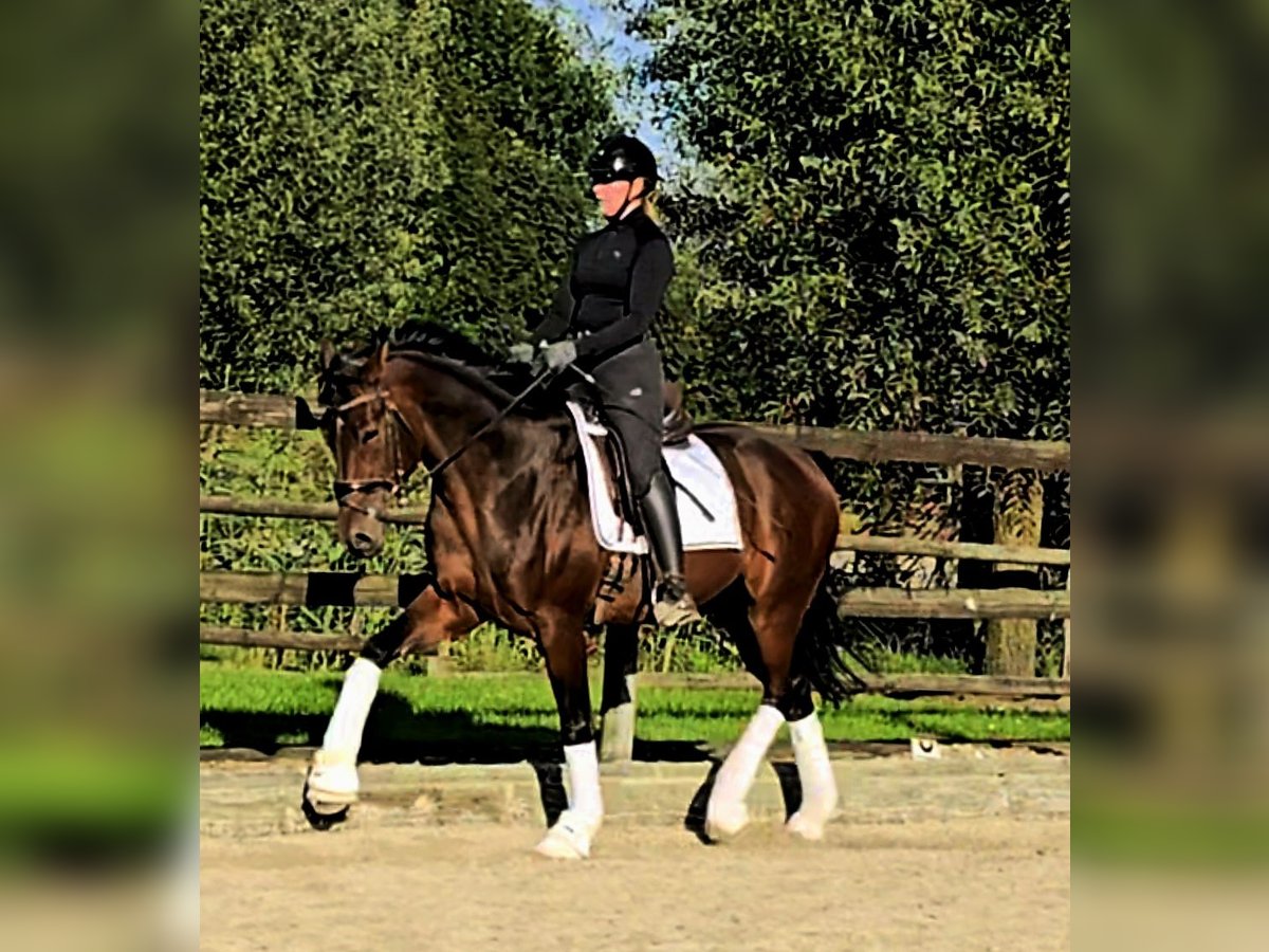 Hannoveriano Caballo castrado 3 años 164 cm Castaño oscuro in Kempen