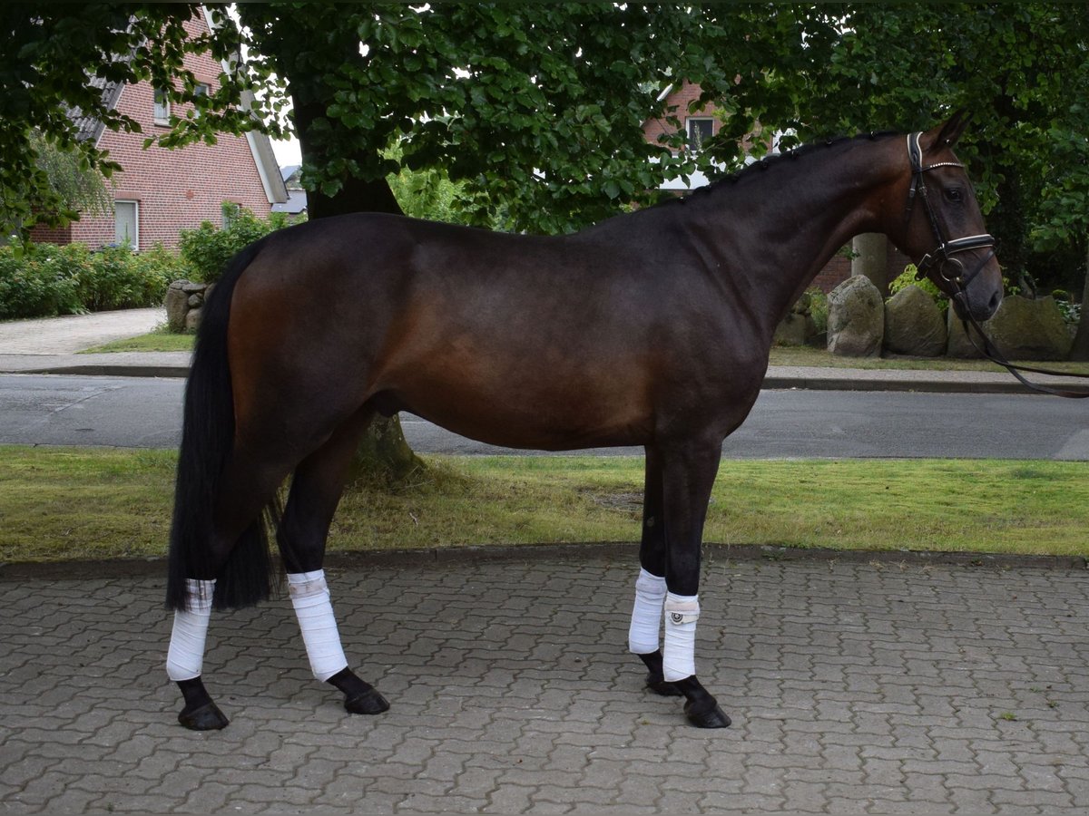 Hannoveriano Caballo castrado 3 años 164 cm Castaño oscuro in Fredenbeck