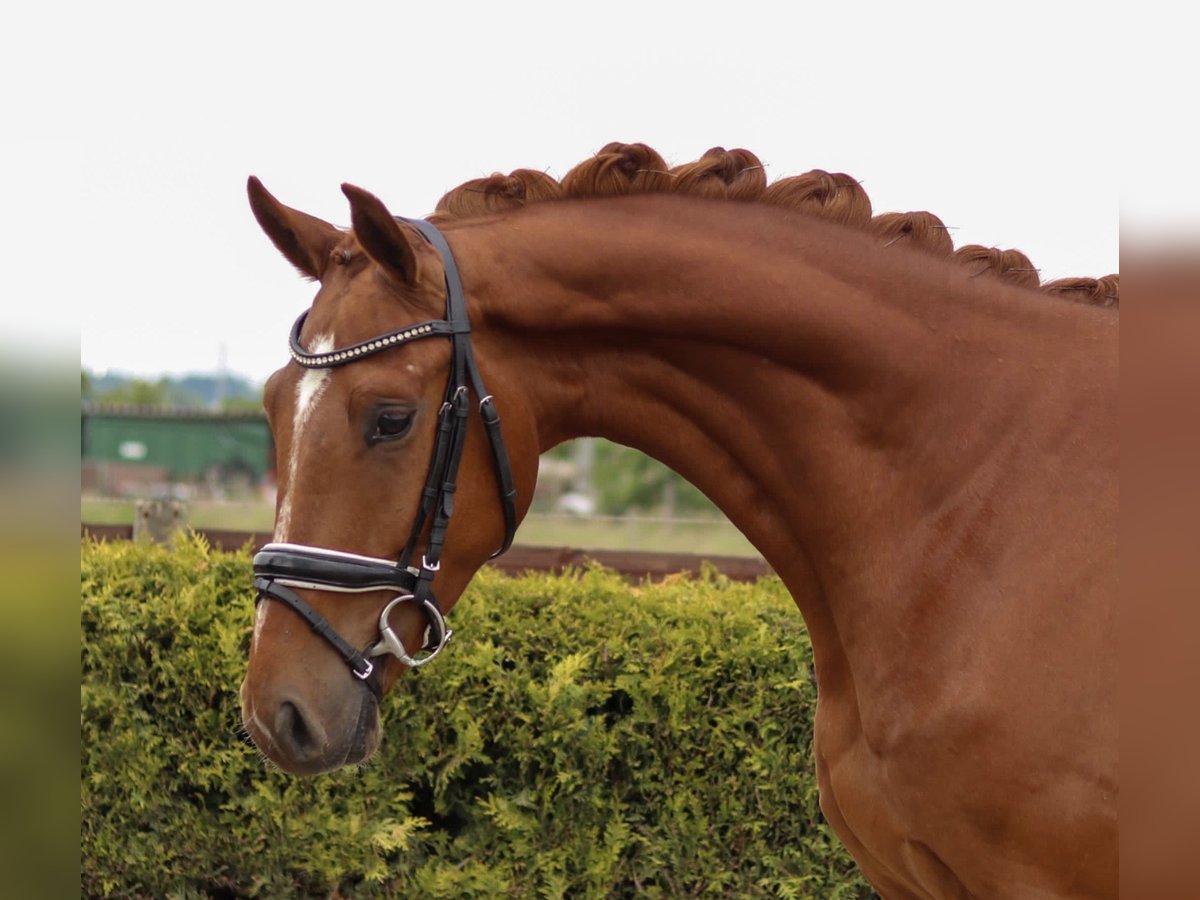 Hannoveriano Caballo castrado 3 años 165 cm Alazán in Tiddische