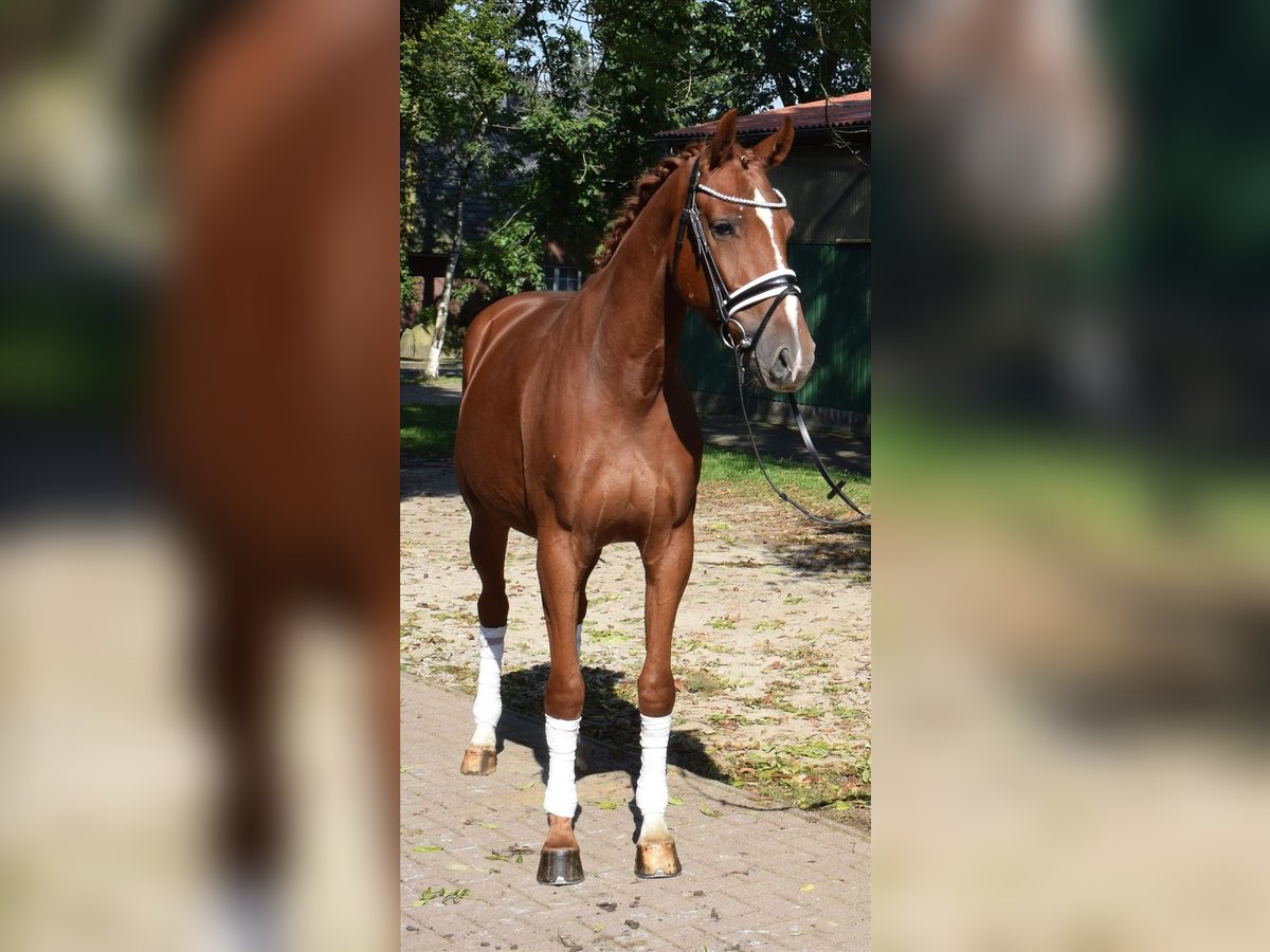 Hannoveriano Caballo castrado 3 años 165 cm Alazán in Fredenbeck