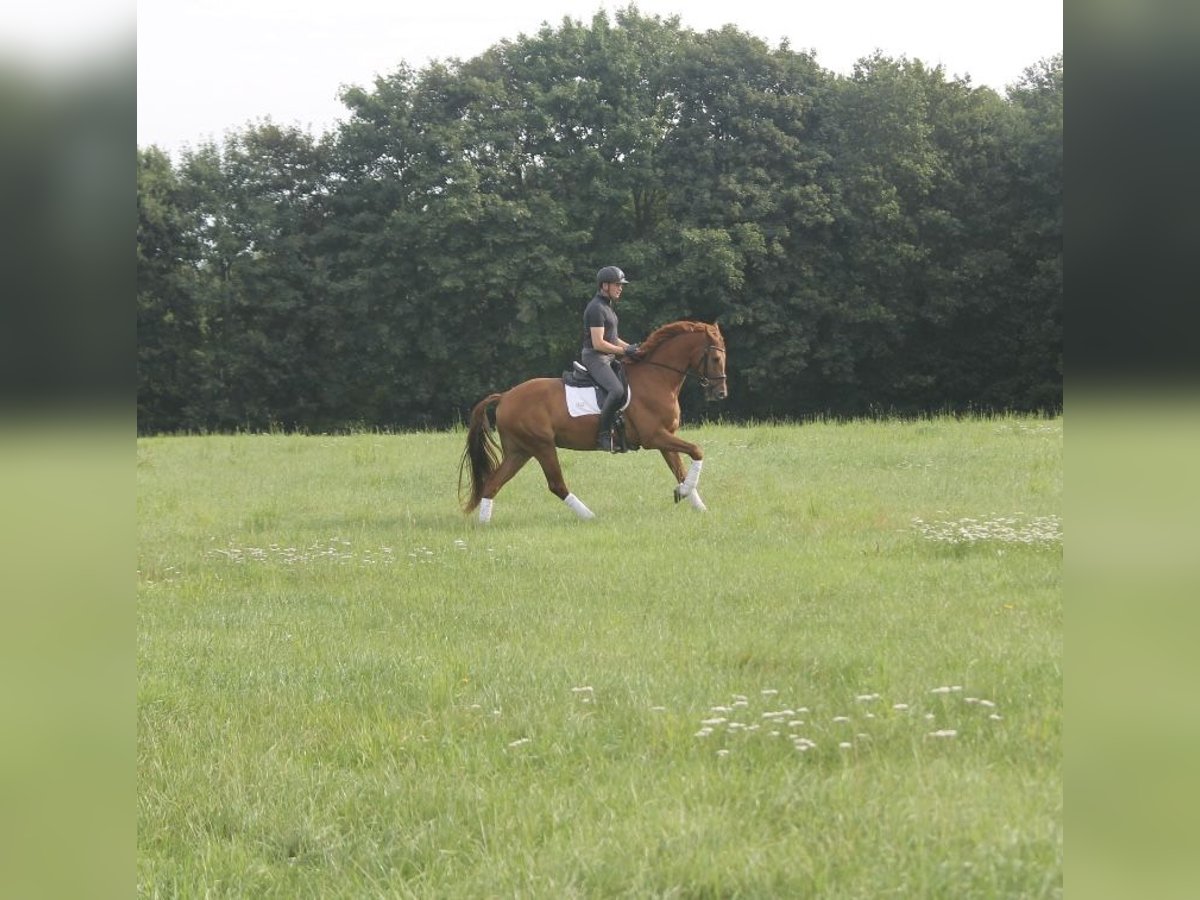 Hannoveriano Caballo castrado 3 años 165 cm Alazán in Hepstedt