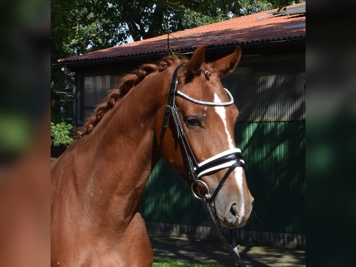 Hannoveriano Caballo castrado 3 años 165 cm Alazán in Fredenbeck