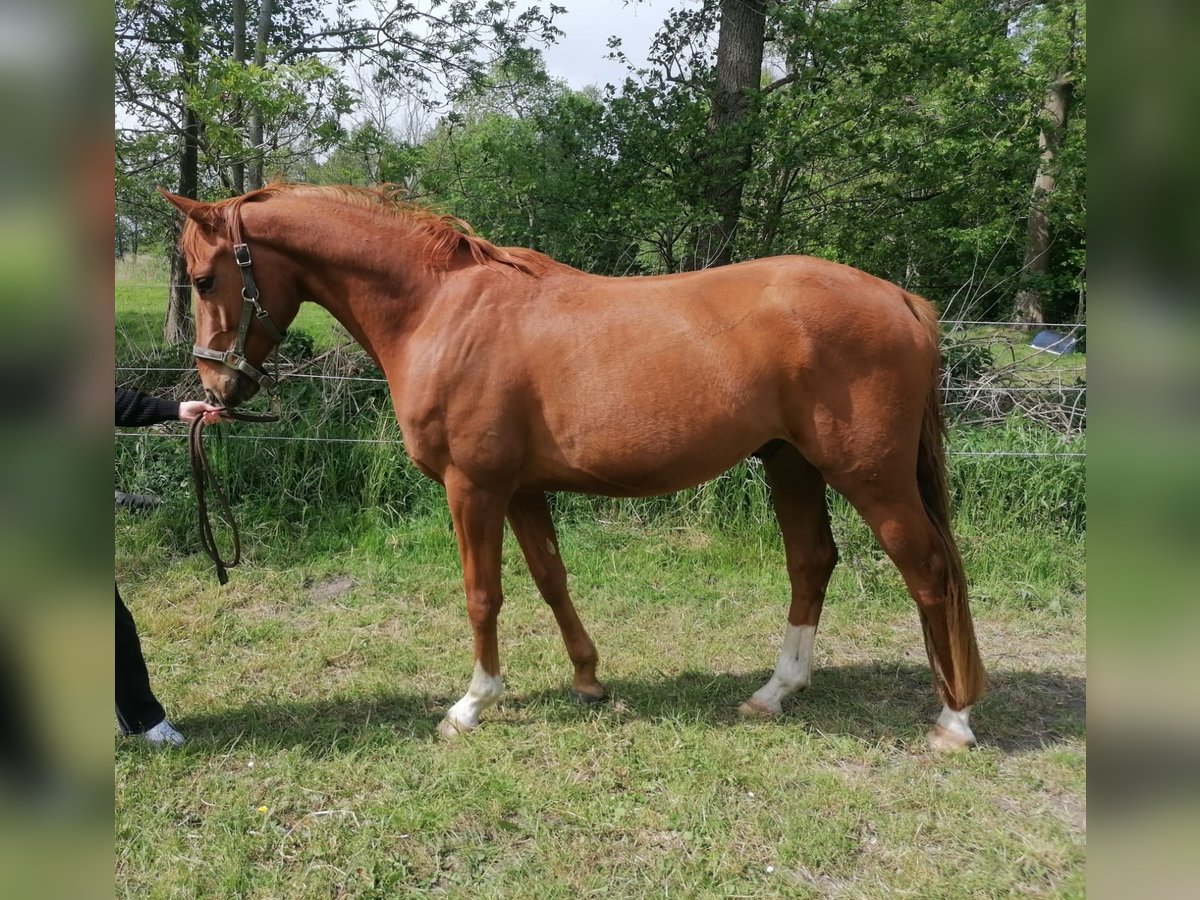 Hannoveriano Caballo castrado 3 años 165 cm Alazán in Osten