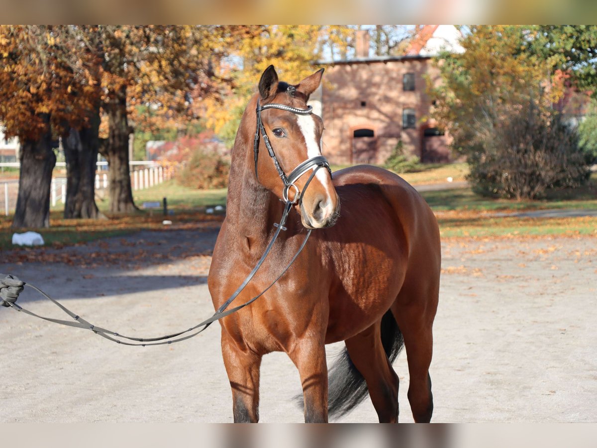 Hannoveriano Caballo castrado 3 años 165 cm Castaño in Celle