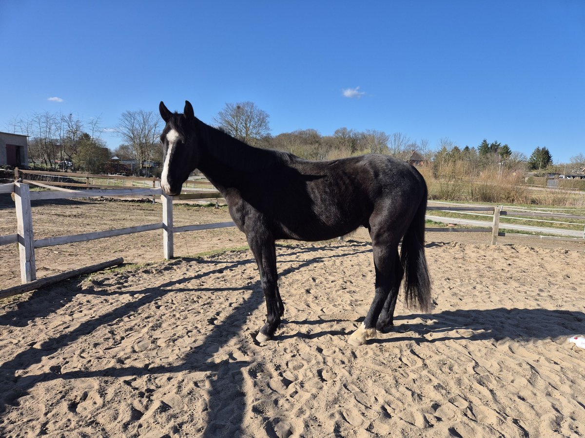 Hannoveriano Caballo castrado 3 años 165 cm Castaño oscuro in Waschow