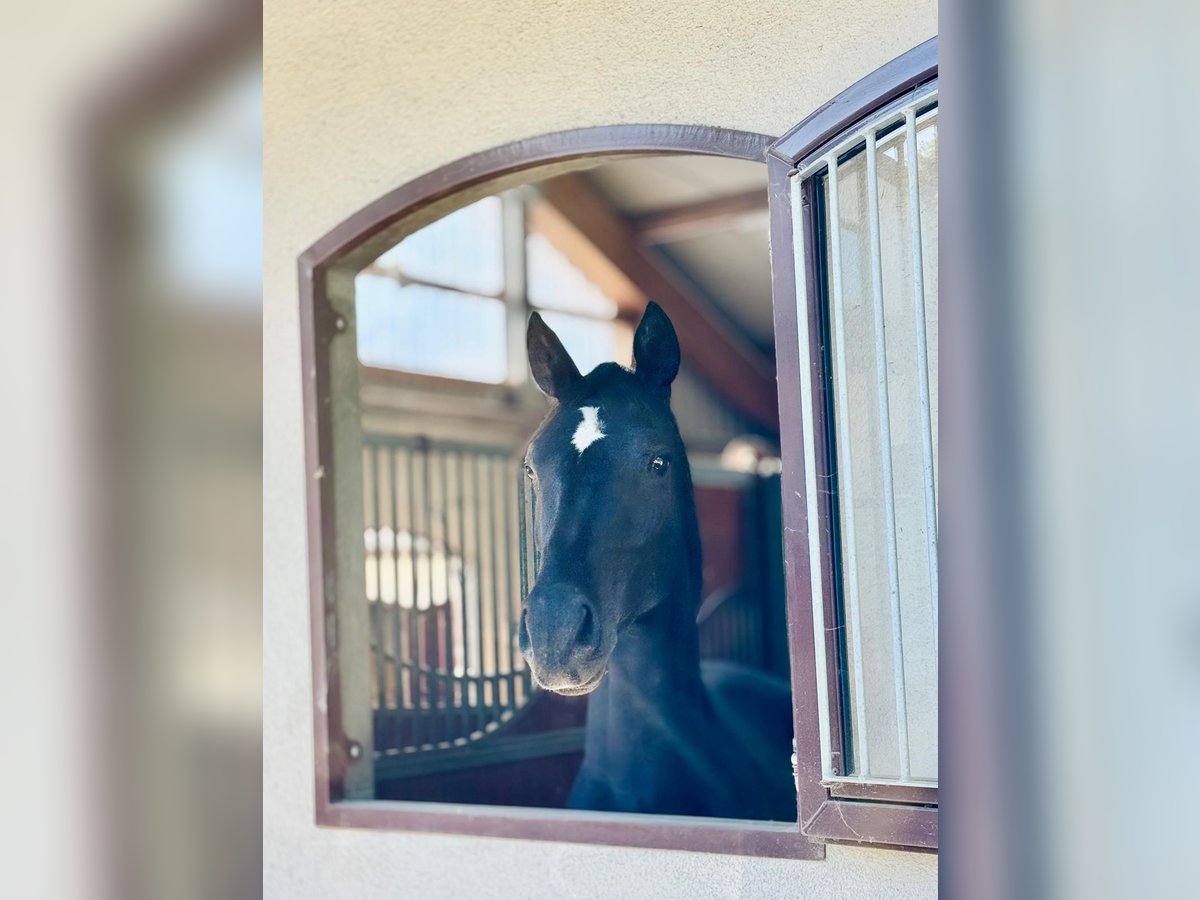 Hannoveriano Caballo castrado 3 años 165 cm Negro in Kaarst