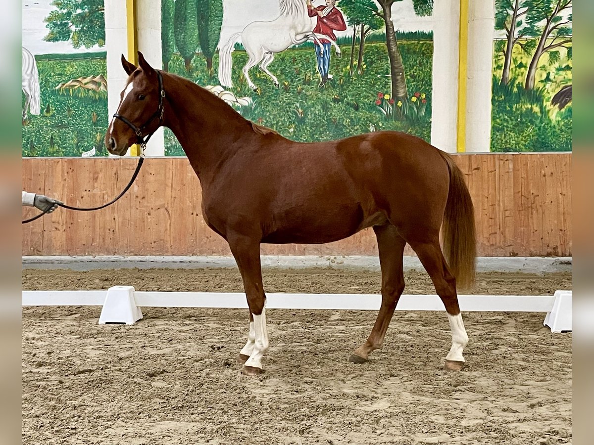 Hannoveriano Caballo castrado 3 años 166 cm Alazán in Rees