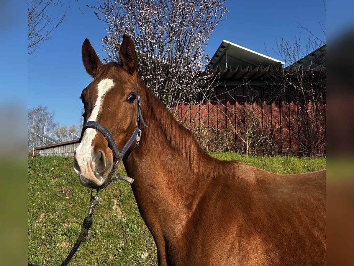 Hannoveriano Caballo castrado 3 años 166 cm Alazán-tostado in Neustadt am R&#xFC;benberge