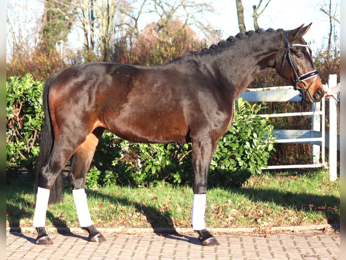 Hannoveriano Caballo castrado 3 años 166 cm Castaño in Selsingen