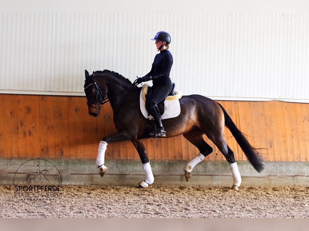 Hannoveriano Caballo castrado 3 años 166 cm Castaño in Weyhe