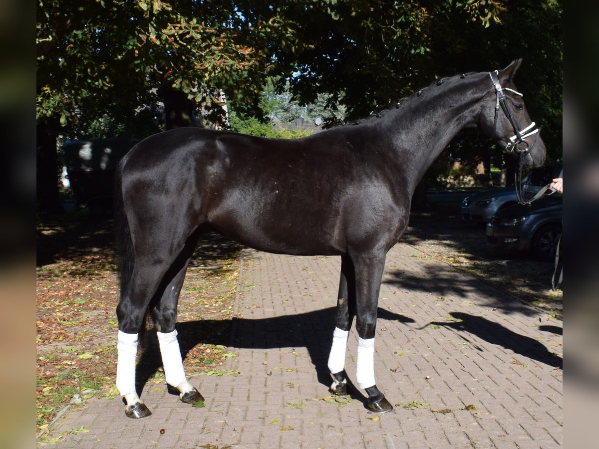 Hannoveriano Caballo castrado 3 años 166 cm Negro in Fredenbeck