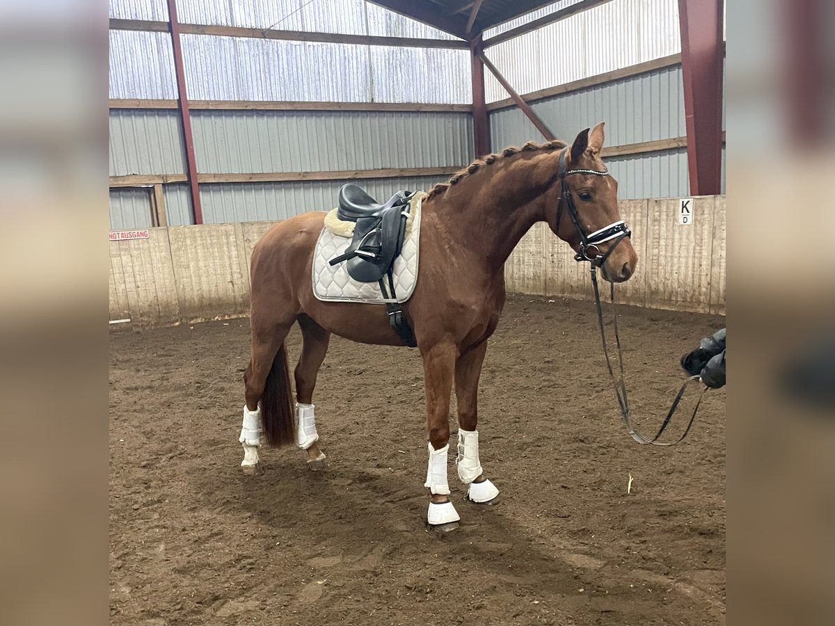 Hannoveriano Caballo castrado 3 años 167 cm Alazán in Kirchlinteln