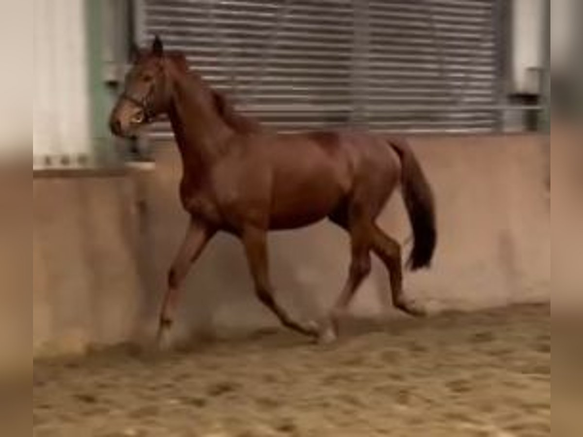 Hannoveriano Caballo castrado 3 años 167 cm Alazán-tostado in Viöl