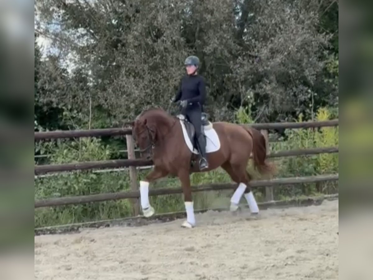 Hannoveriano Caballo castrado 3 años 167 cm Alazán-tostado in Hamm