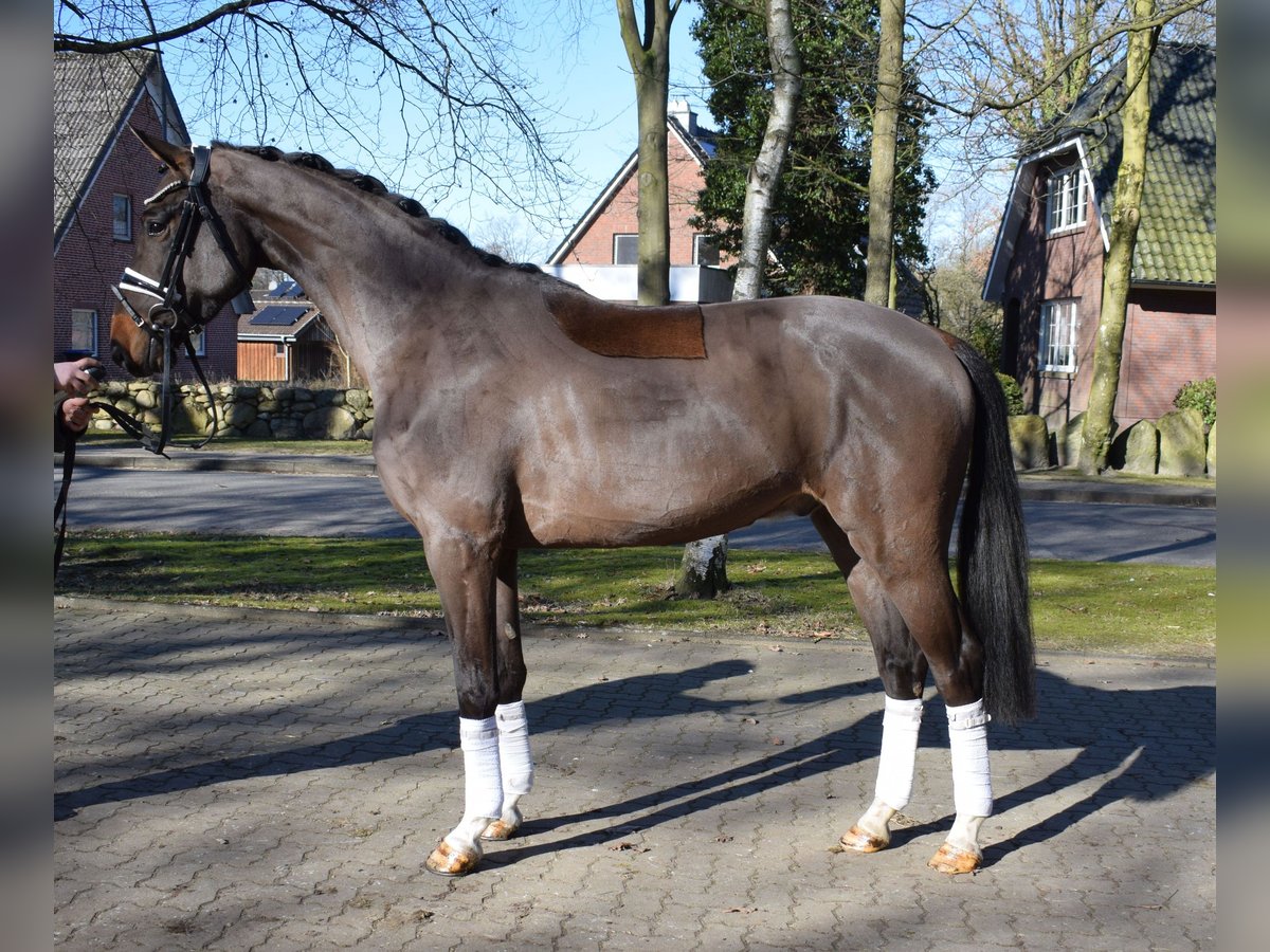 Hannoveriano Caballo castrado 3 años 167 cm Castaño in Fredenbeck