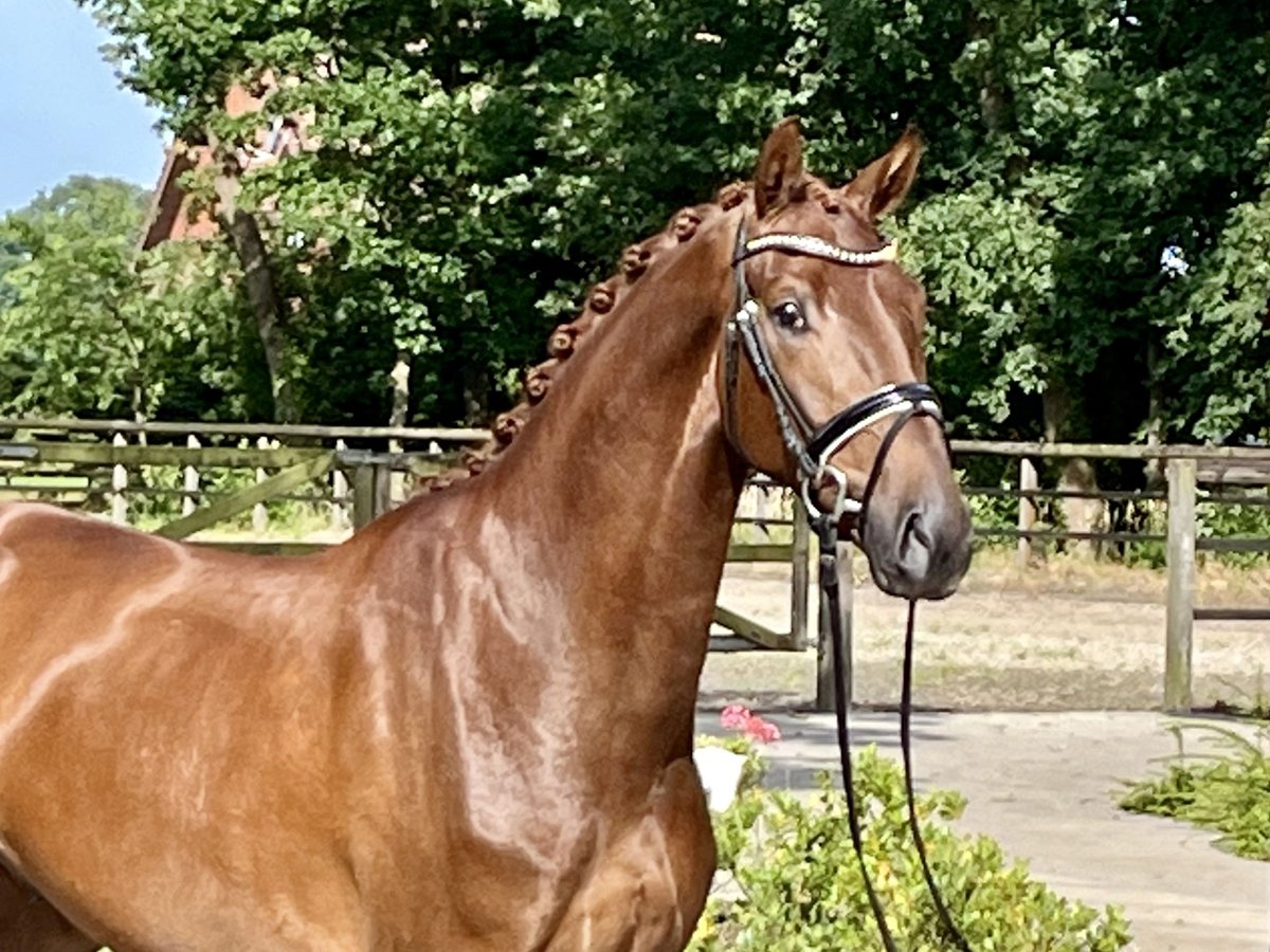 Hannoveriano Caballo castrado 3 años 168 cm Alazán in Barver