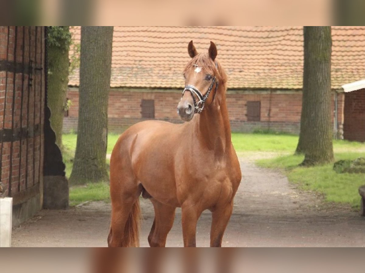 Hannoveriano Caballo castrado 3 años 168 cm Alazán in Heidesheim am Rhein