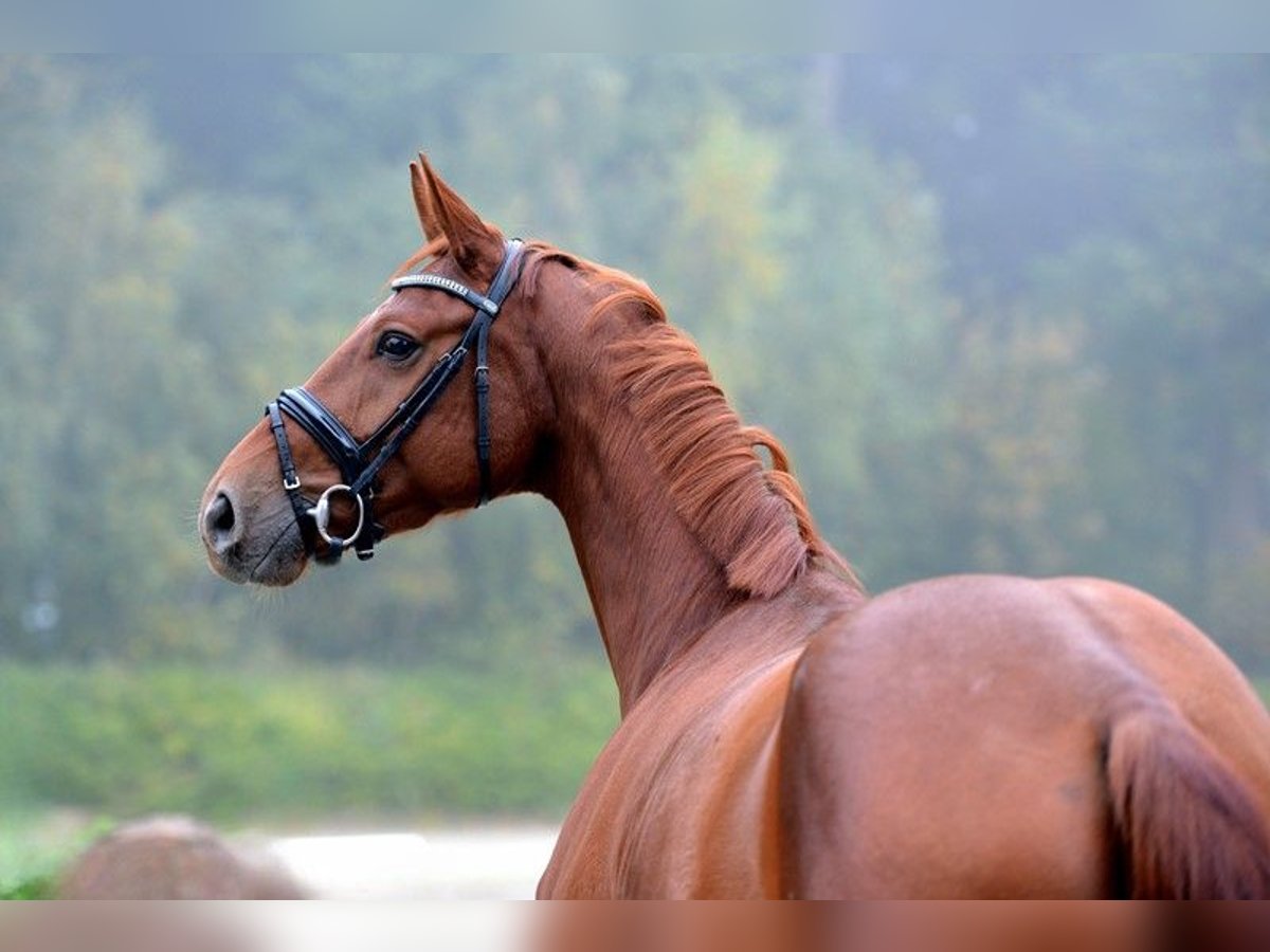 Hannoveriano Caballo castrado 3 años 168 cm Alazán in Visbek