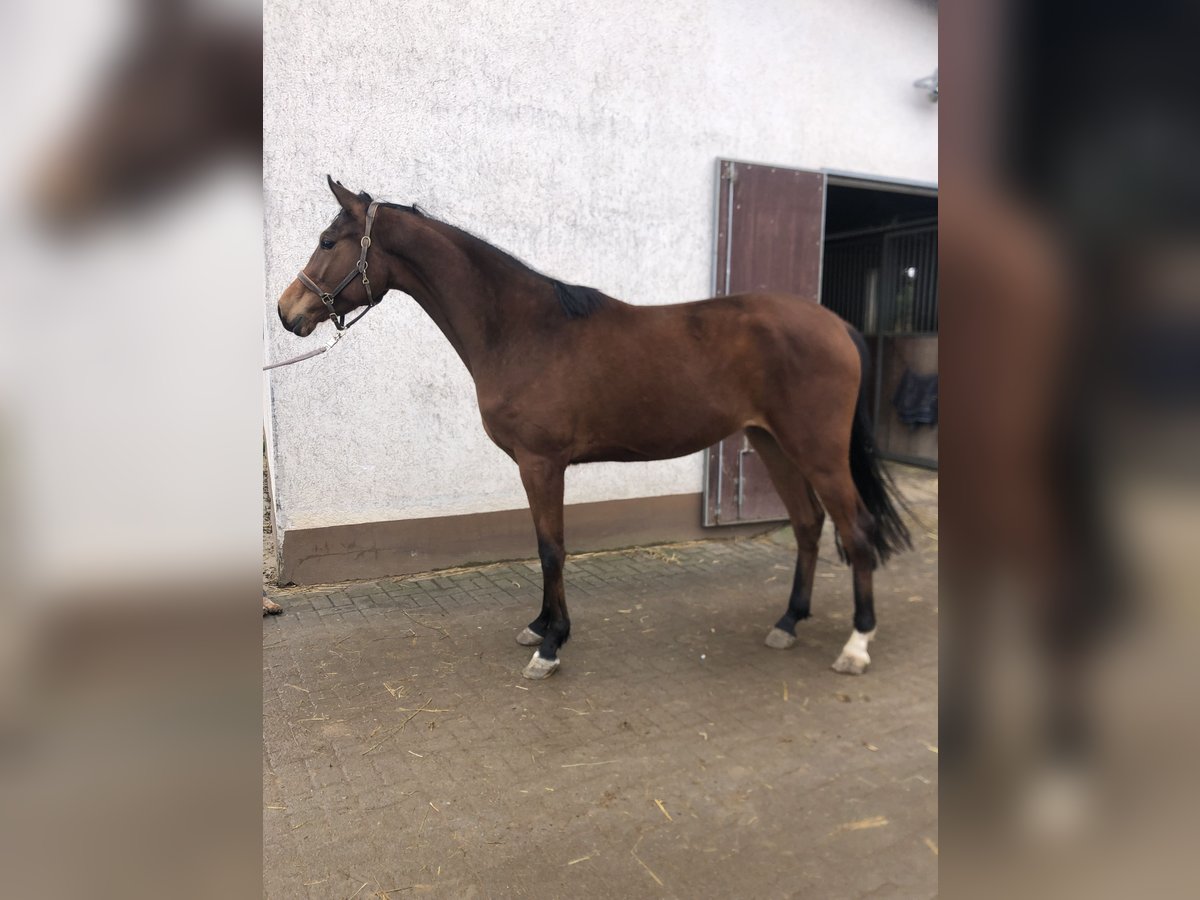 Hannoveriano Caballo castrado 3 años 168 cm Castaño in Edingen-Neckarhausen