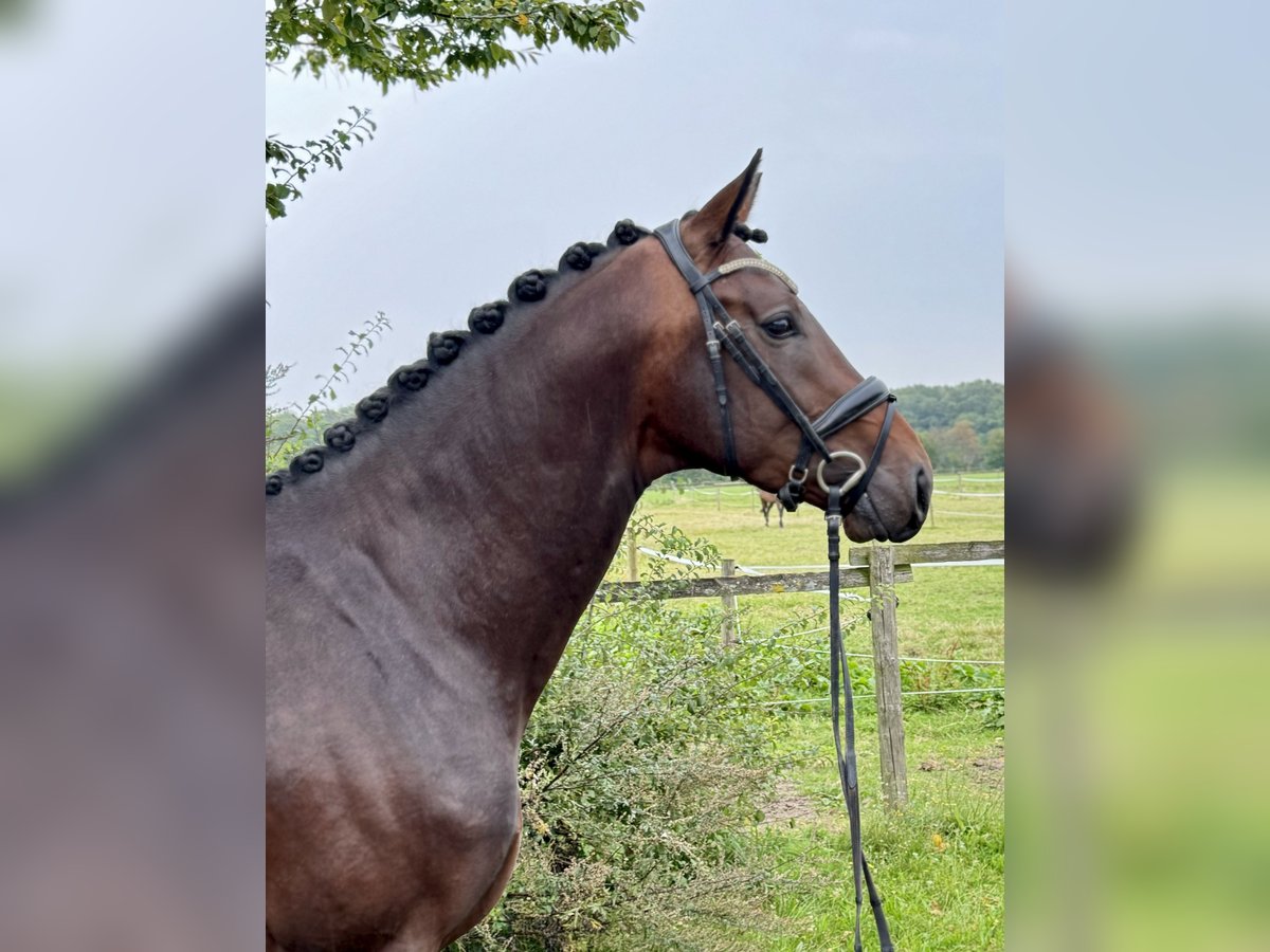 Hannoveriano Caballo castrado 3 años 168 cm Castaño in Münster