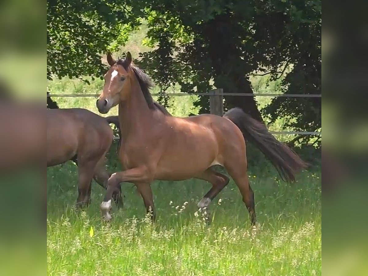 Hannoveriano Caballo castrado 3 años 168 cm Castaño in Ratekau