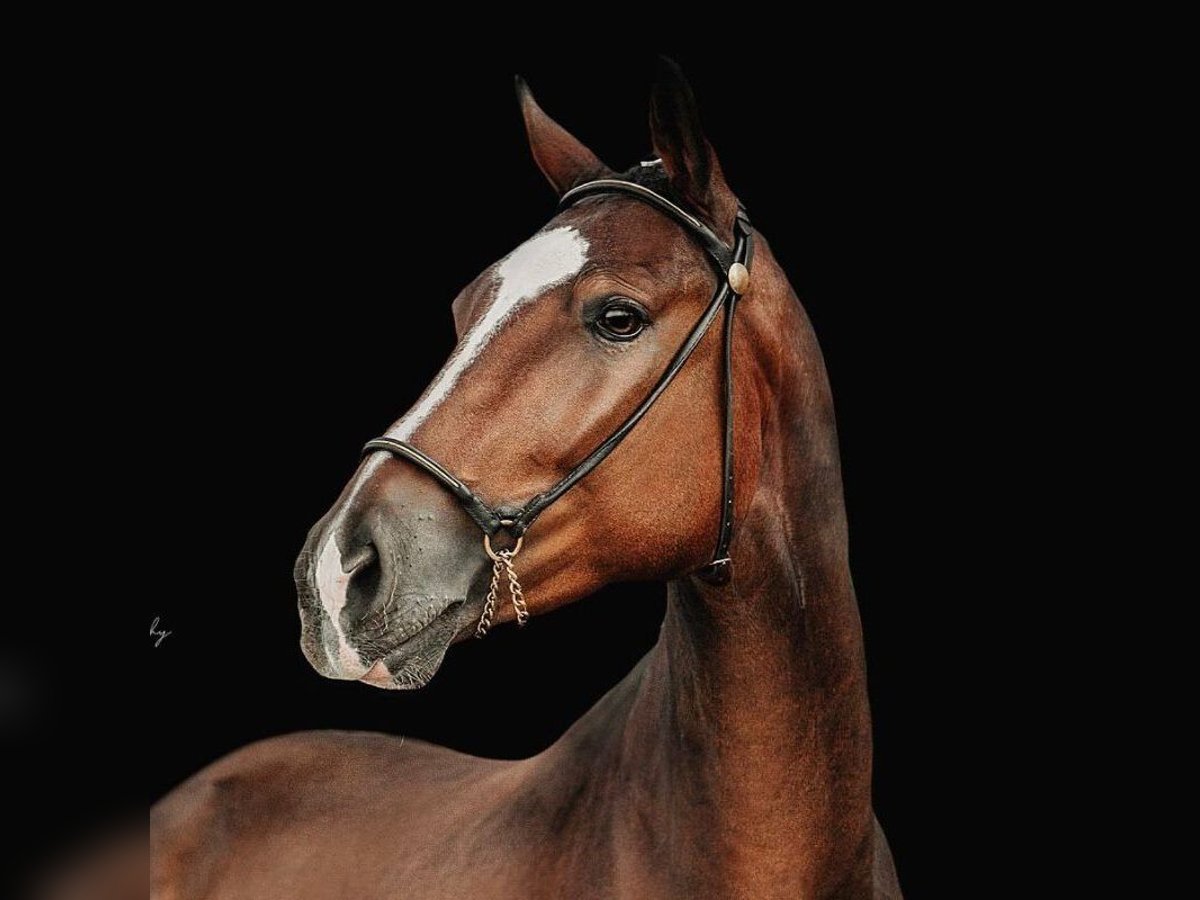 Hannoveriano Caballo castrado 3 años 168 cm Castaño in Rietz-Neuendorf