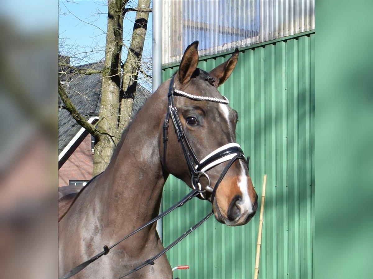 Hannoveriano Caballo castrado 3 años 168 cm Castaño in Fredenbeck