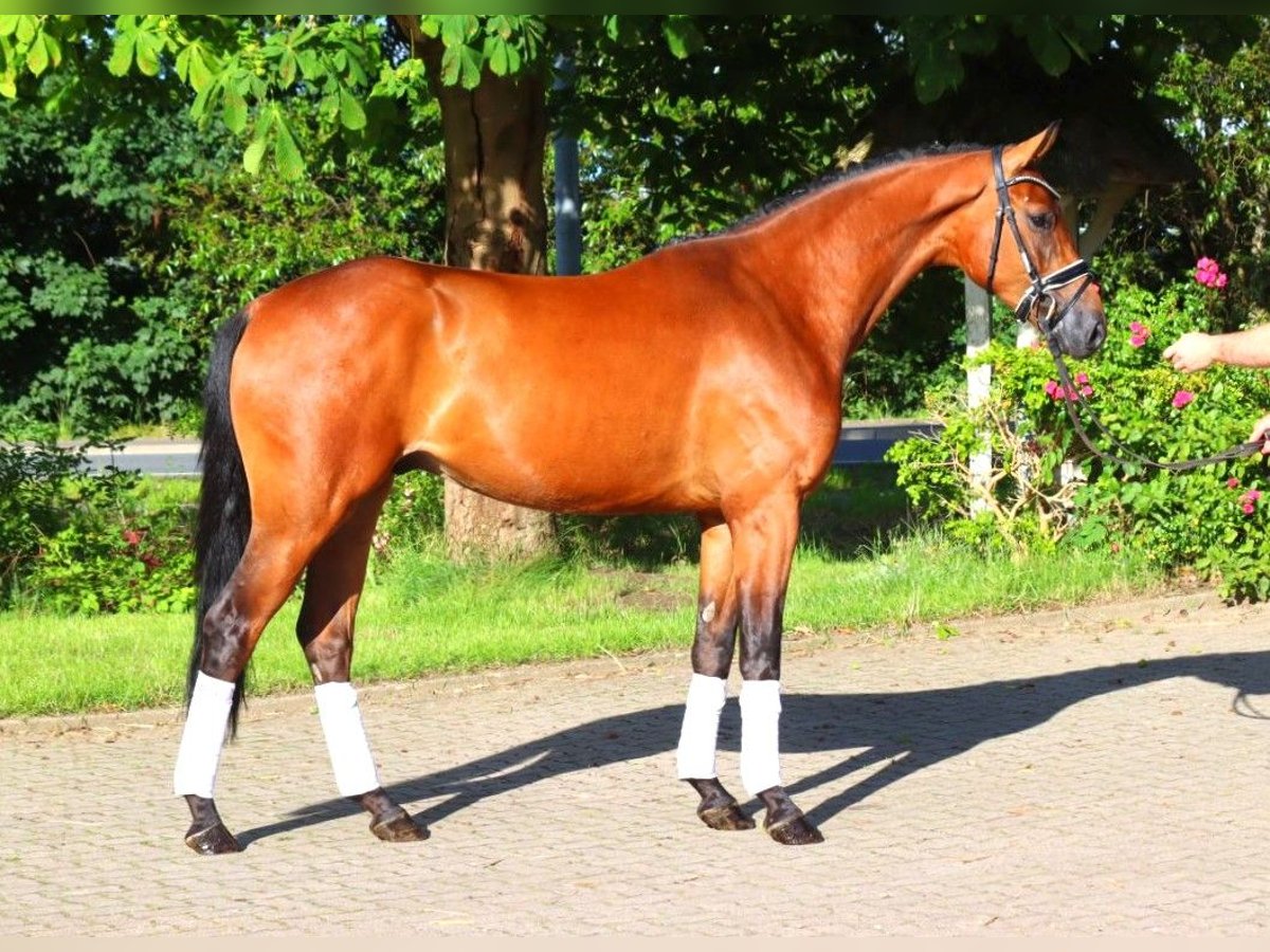 Hannoveriano Caballo castrado 3 años 168 cm Castaño in Selsingen