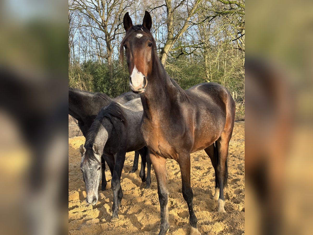 Hannoveriano Caballo castrado 3 años 168 cm Castaño in Neuenkirchen