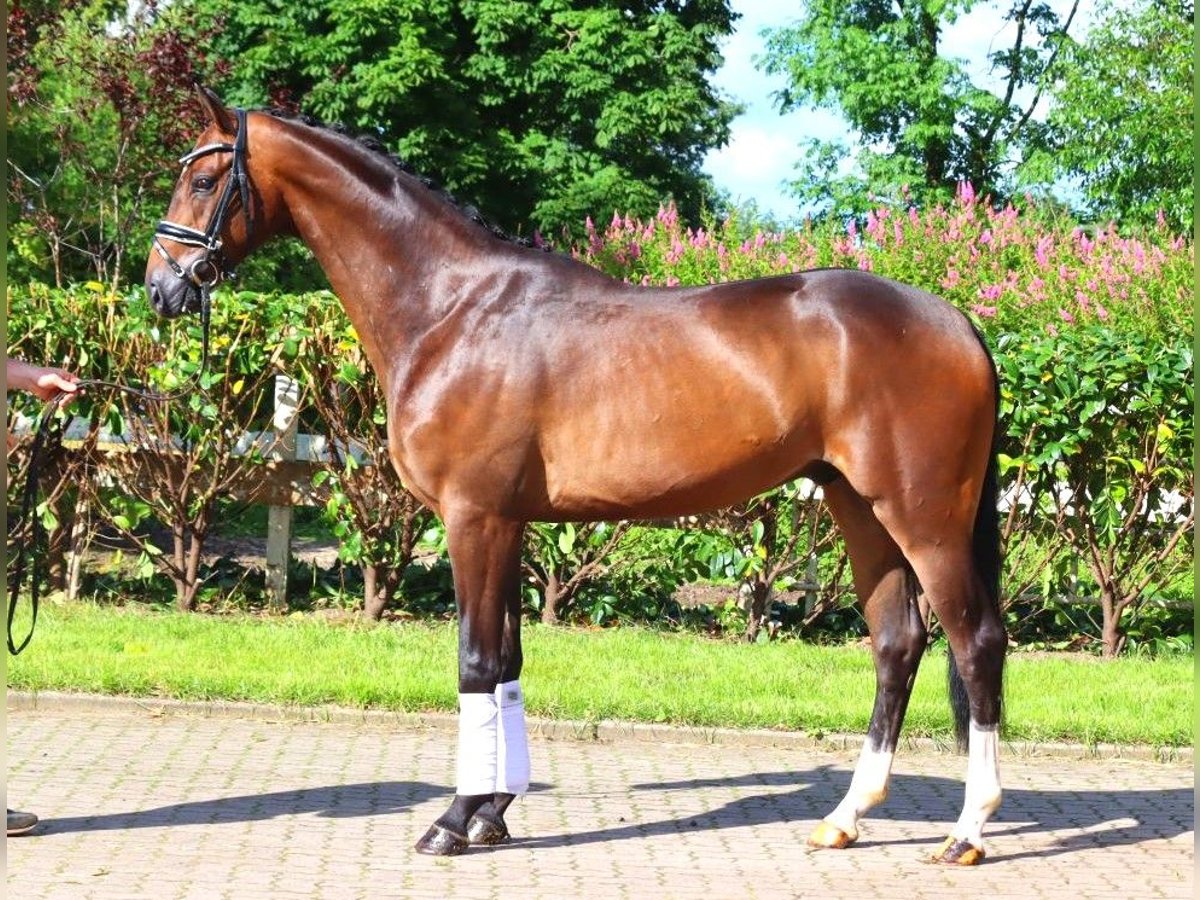 Hannoveriano Caballo castrado 3 años 168 cm Castaño oscuro in Selsingen