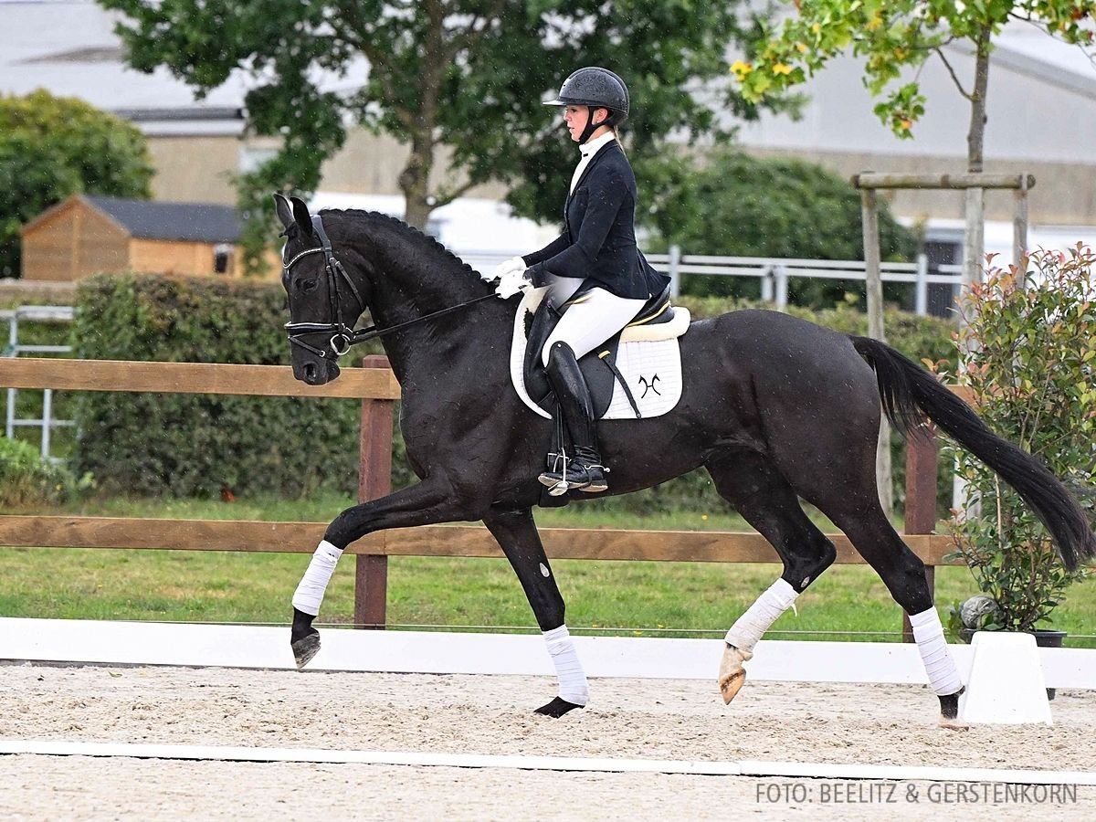 Hannoveriano Caballo castrado 3 años 168 cm Negro in Verden