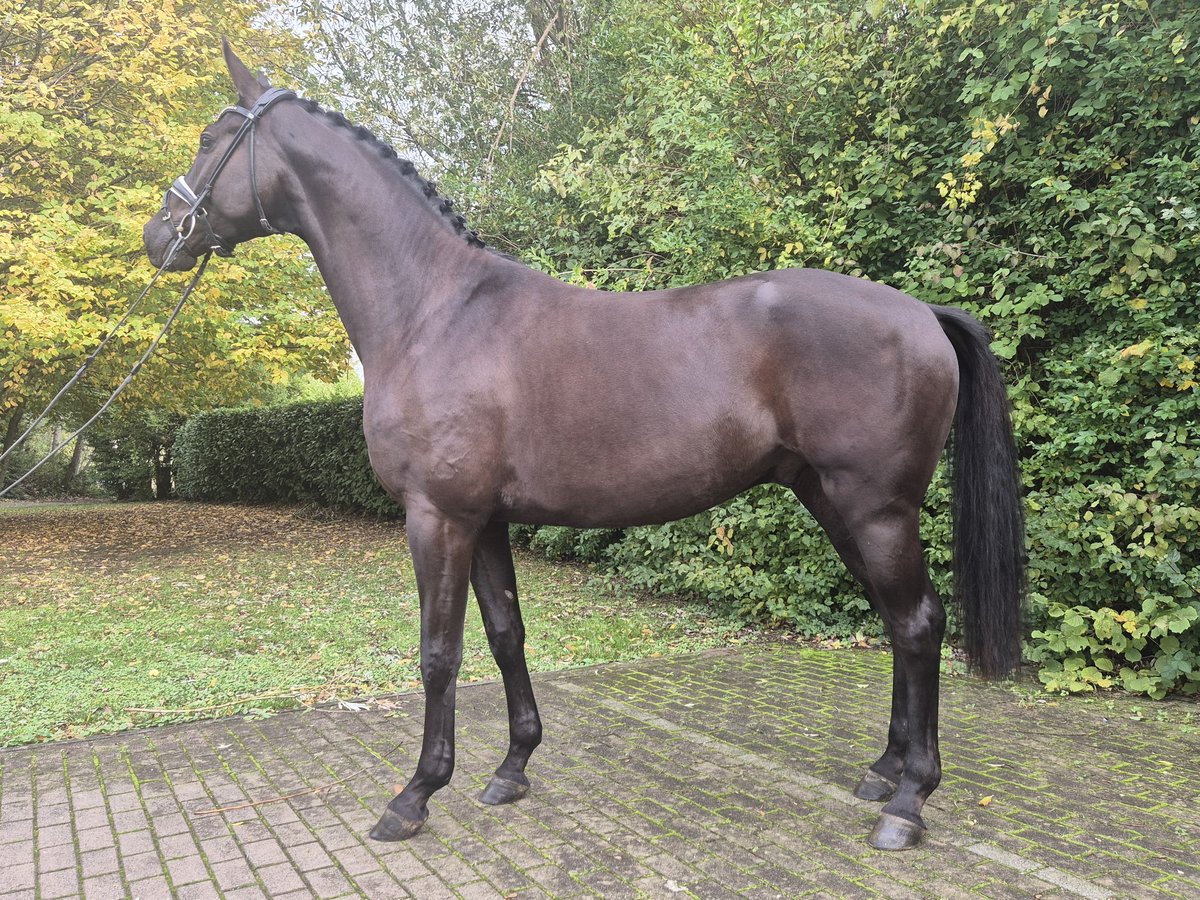 Hannoveriano Caballo castrado 3 años 168 cm Negro in Willich