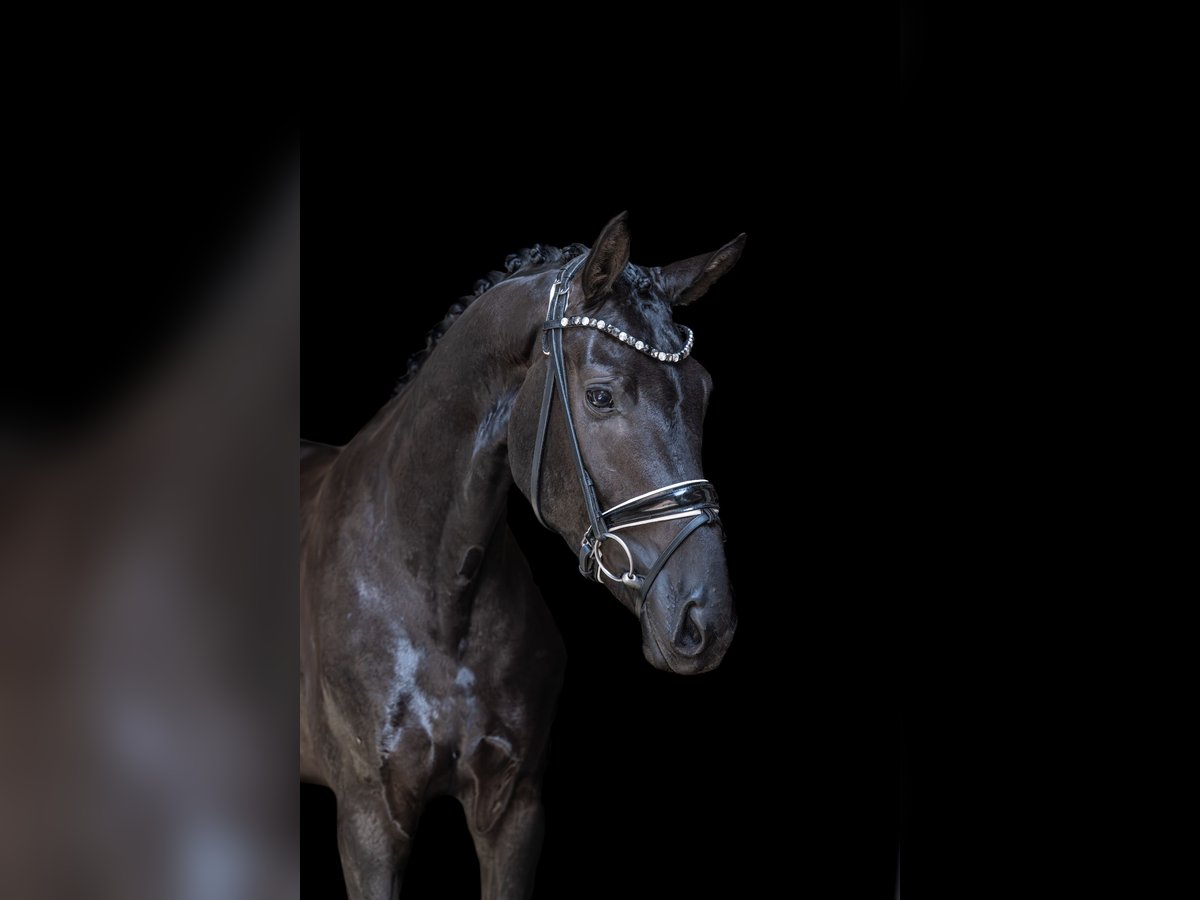 Hannoveriano Caballo castrado 3 años 168 cm Negro in Wingst